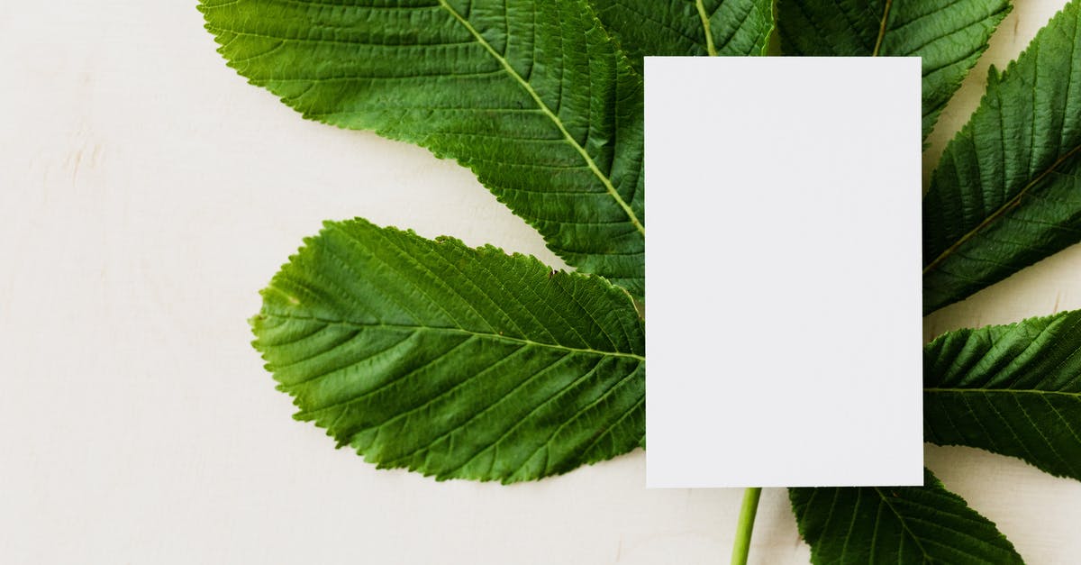 How to get LAST card for Monster Summer Sale Badge? - Overhead view of blank greeting card placed on green chestnut tree leaf on light background How to get LAST card for Monster Summer Sale Badge? - Overhead view of blank greeting card placed on green chestnut tree leaf on light background