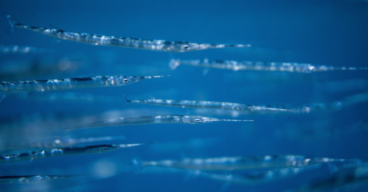 How to get more sample Tiny Purity Tablets? - School Of Baby Swordfish in Close-up View How to get more sample Tiny Purity Tablets? - School Of Baby Swordfish in Close-up View