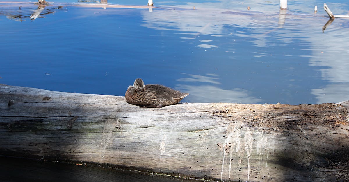 How to get my own duck for the duck race? - Brown Duck on Brown Wooden Log Near Body of Water How to get my own duck for the duck race? - Brown Duck on Brown Wooden Log Near Body of Water