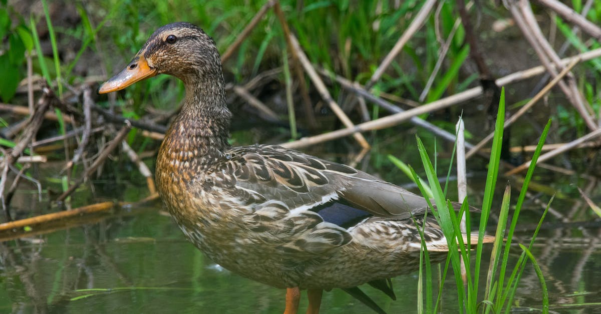 How to get my own duck for the duck race? - Side View of a Duck on the Water How to get my own duck for the duck race? - Side View of a Duck on the Water