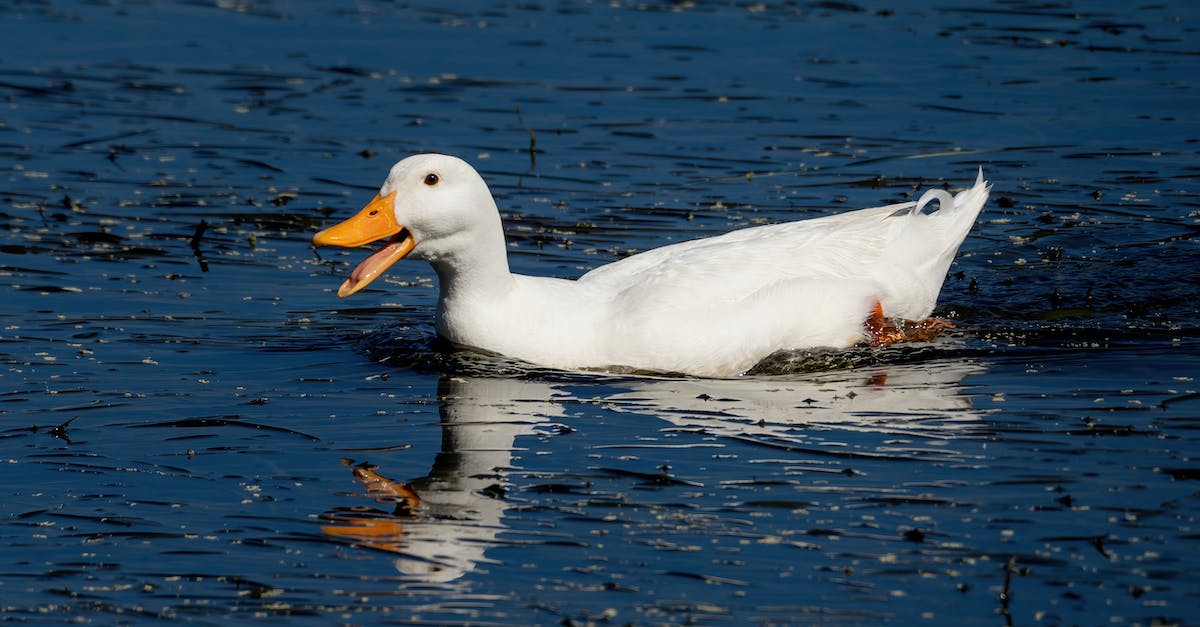 How to get my own duck for the duck race? - White Duck on Water How to get my own duck for the duck race? - White Duck on Water