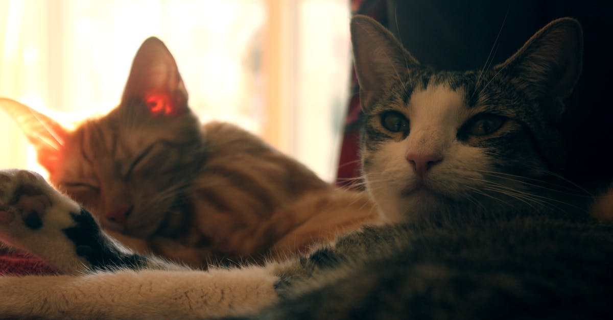 How to get rid of bed head - Two Orange and Gray Cat How to get rid of bed head - Two Orange and Gray Cat