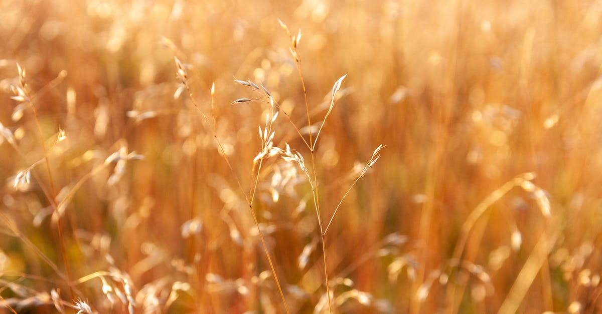 How to get the golden guns? - Grass Seeds in Close-up Shot