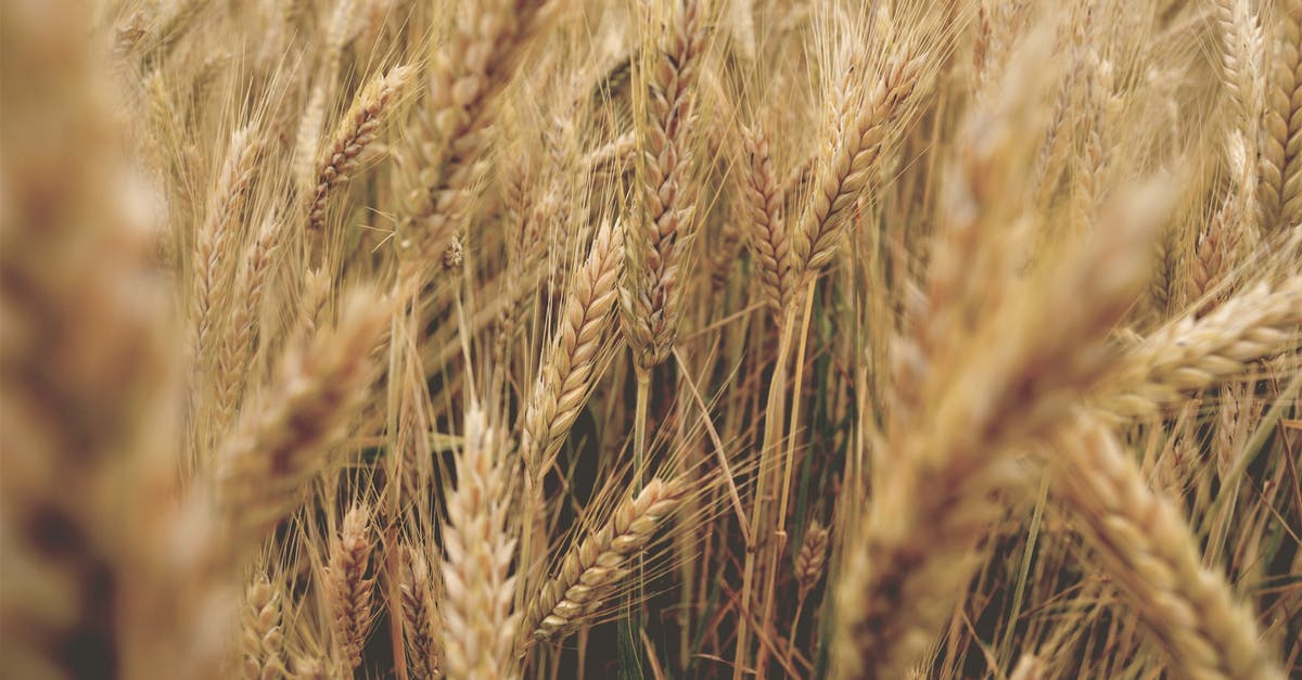 How to get wheat seeds in MCPE - Wheat Field