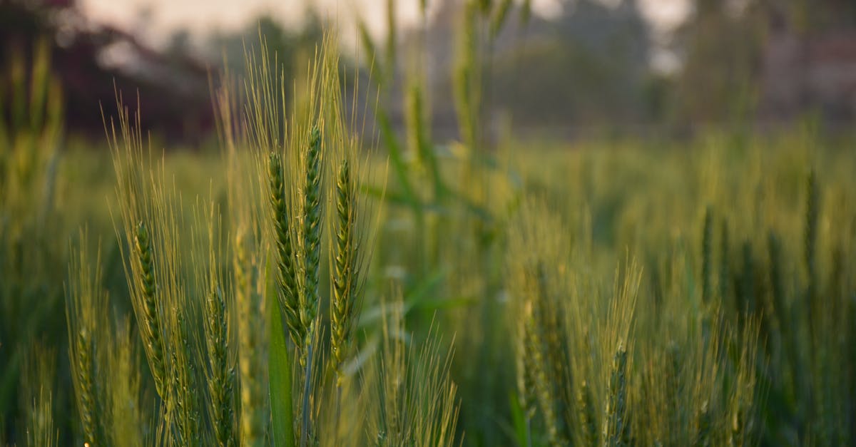 How to get wheat seeds in MCPE - Selective Focus Photography of Green Plants