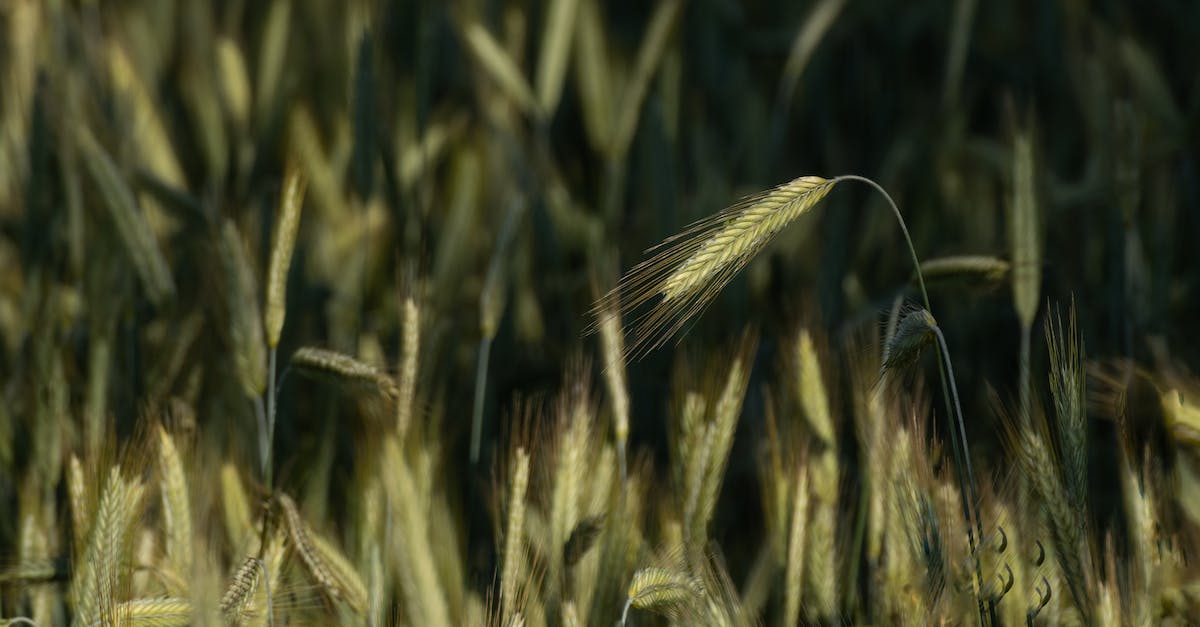 How to give wheat to a hungry follower? - Single rye ear (landscape)