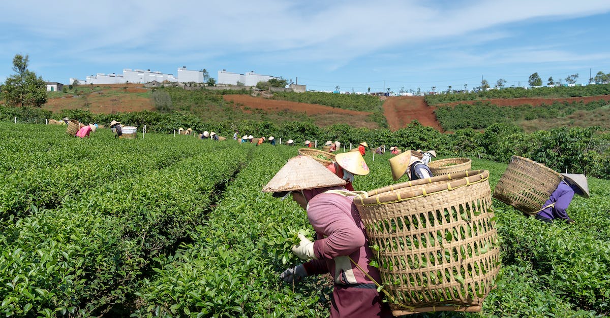 How to increase the number of farmers - Farmers Harvesting Tea Leaves How to increase the number of farmers - Farmers Harvesting Tea Leaves