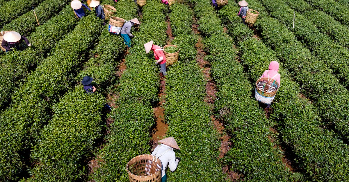 How to increase the number of farmers - Aerial View of Farmers Picking Tea Leaves on the Plantation in Vietnam How to increase the number of farmers - Aerial View of Farmers Picking Tea Leaves on the Plantation in Vietnam