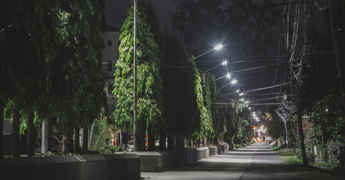 How to keep a mushroom placed even when it is exposed to high light level? - Low angle of straight urban pathway near bright green trees and shining lamp posts in city at night