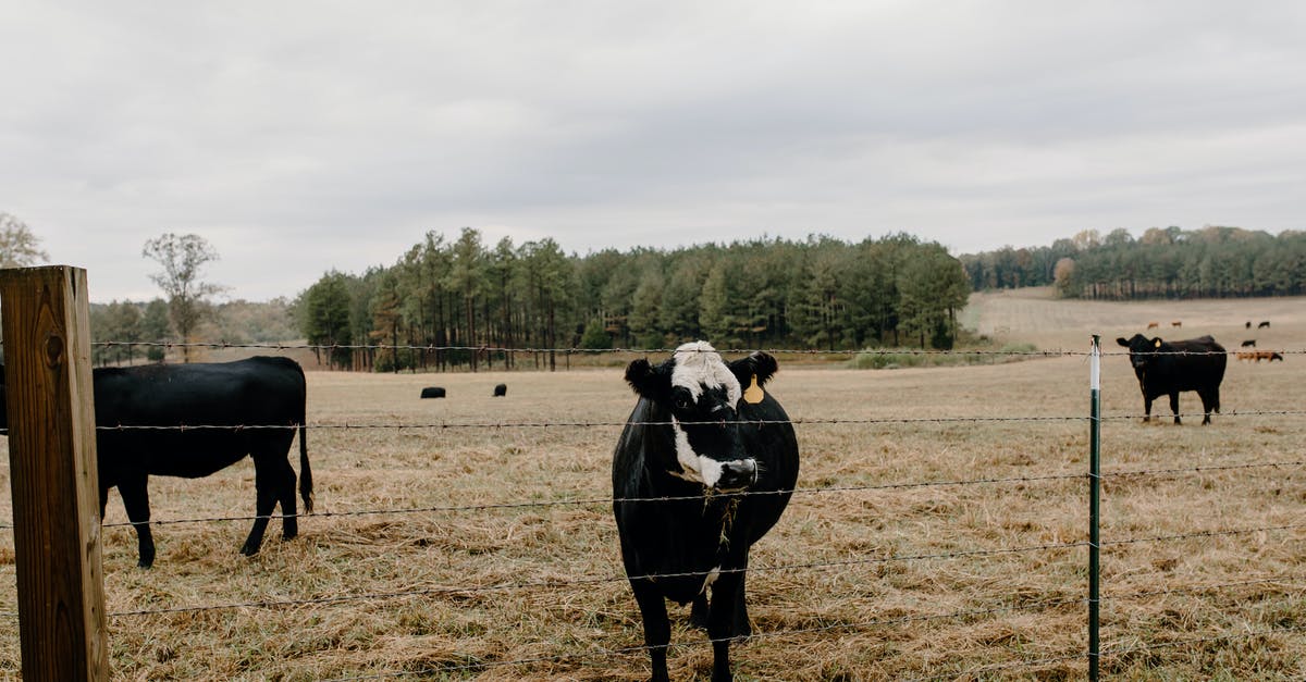 How to kill name tag villagers with command blocks? - Herd of domestic cows cattle animals pasturing in grassy valley with wire fence in agricultural settlement