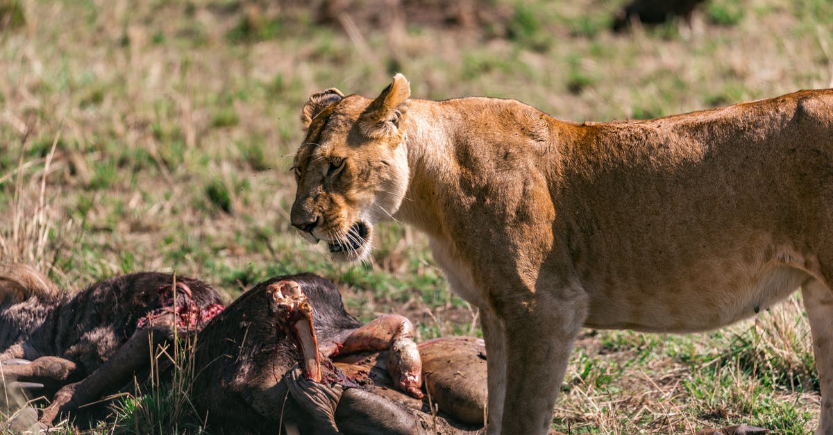 How to kill the wither? [duplicate] - Wild lioness eating prey in savanna