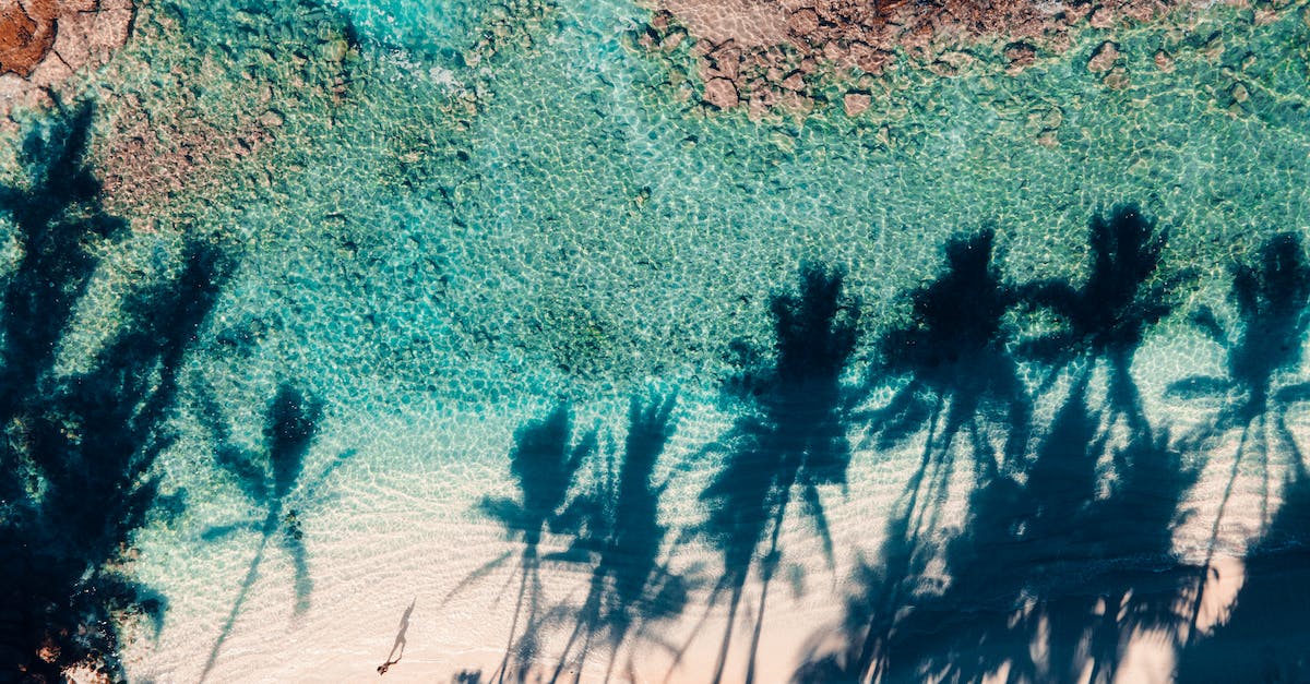 How to loot sea monsters in The Witcher 3? - Top view of turquoise sea with rocky formations washing coast with shadows of tall palms in tropical resort on sunny weather How to loot sea monsters in The Witcher 3? - Top view of turquoise sea with rocky formations washing coast with shadows of tall palms in tropical resort on sunny weather