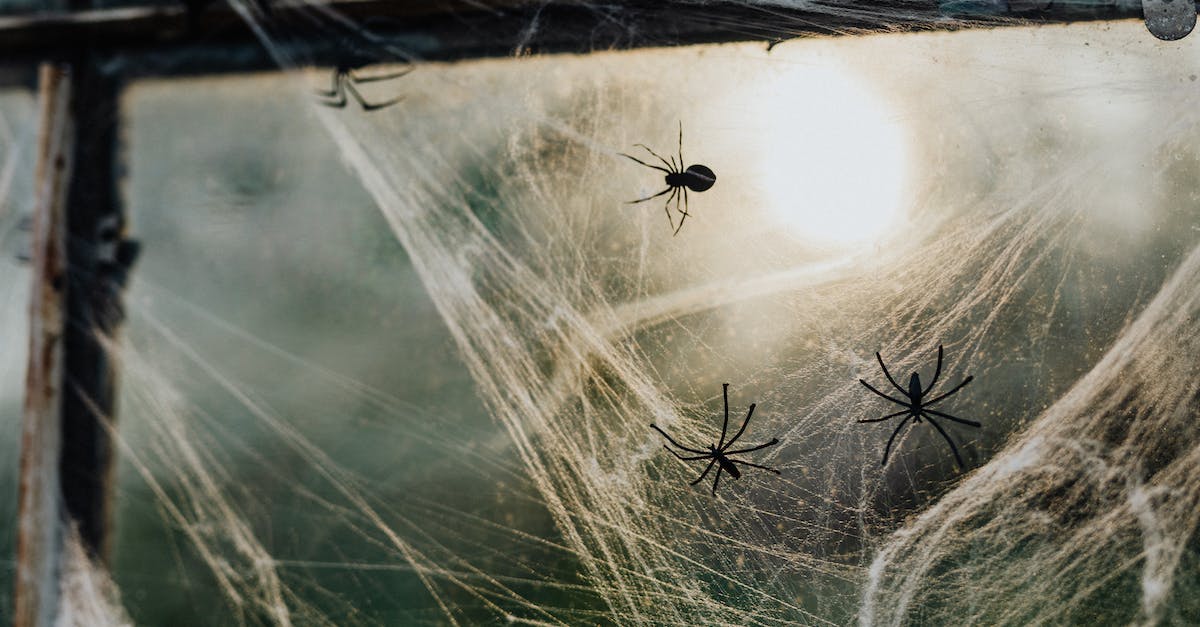 How to lure spiders as Webber without attacking the nest? - Halloween Decoration on Window How to lure spiders as Webber without attacking the nest? - Halloween Decoration on Window
