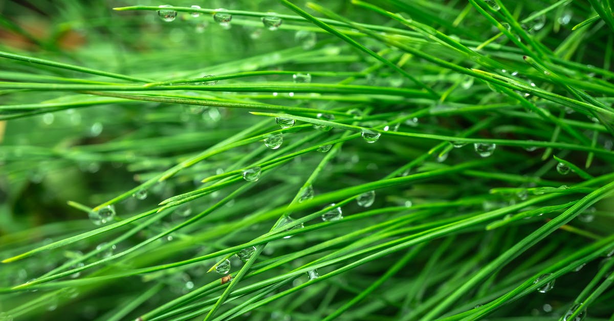 How to make a Jukebox not drop its disc? - Water Dew on Grasses