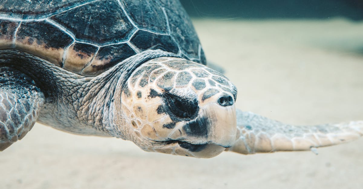 How to make a turtle run a program over the Modem API in computercraft - Brown and Black Turtle on White Sand