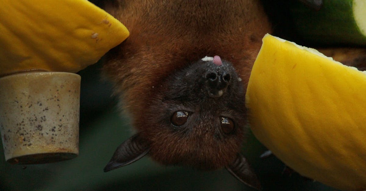 How to make mobs upside down while riding a bat - Close-Up Photo of Bat
