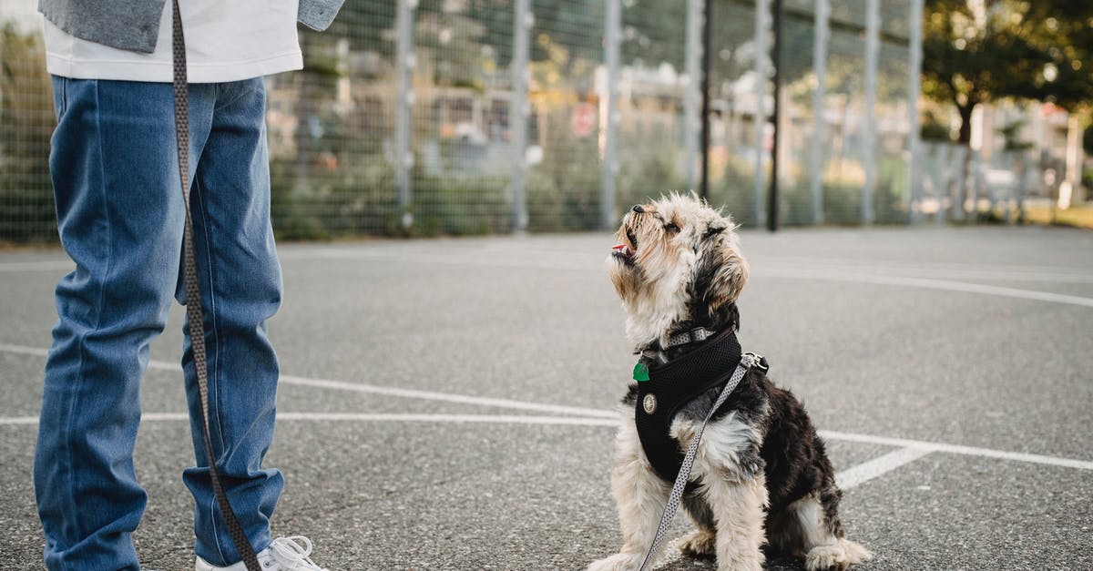How to make my small grid ship hover? - Side view of crop unrecognizable kid in casual wear standing on pavement near Yorkshire Terrier with open mouth How to make my small grid ship hover? - Side view of crop unrecognizable kid in casual wear standing on pavement near Yorkshire Terrier with open mouth