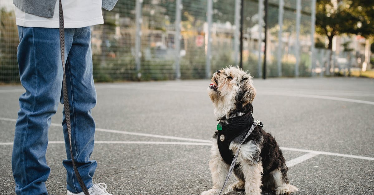 How to make my small grid ship hover? - Side view of crop unrecognizable kid in casual wear standing on pavement near Yorkshire Terrier with open mouth