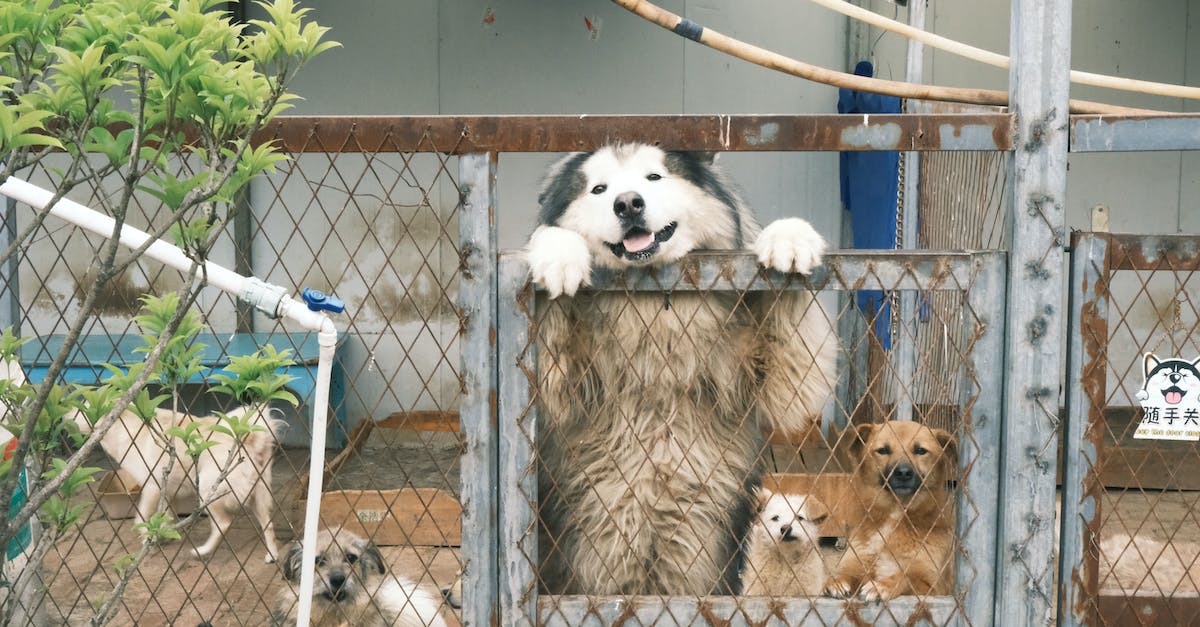 How to make sure that animals stay inside the fences? - A Cute Dogs Inside the Cage