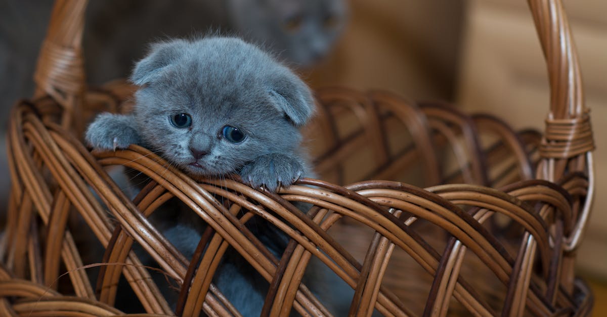 How to make sure that animals stay inside the fences? - Russian Blue Kitten on Brown Woven Basket