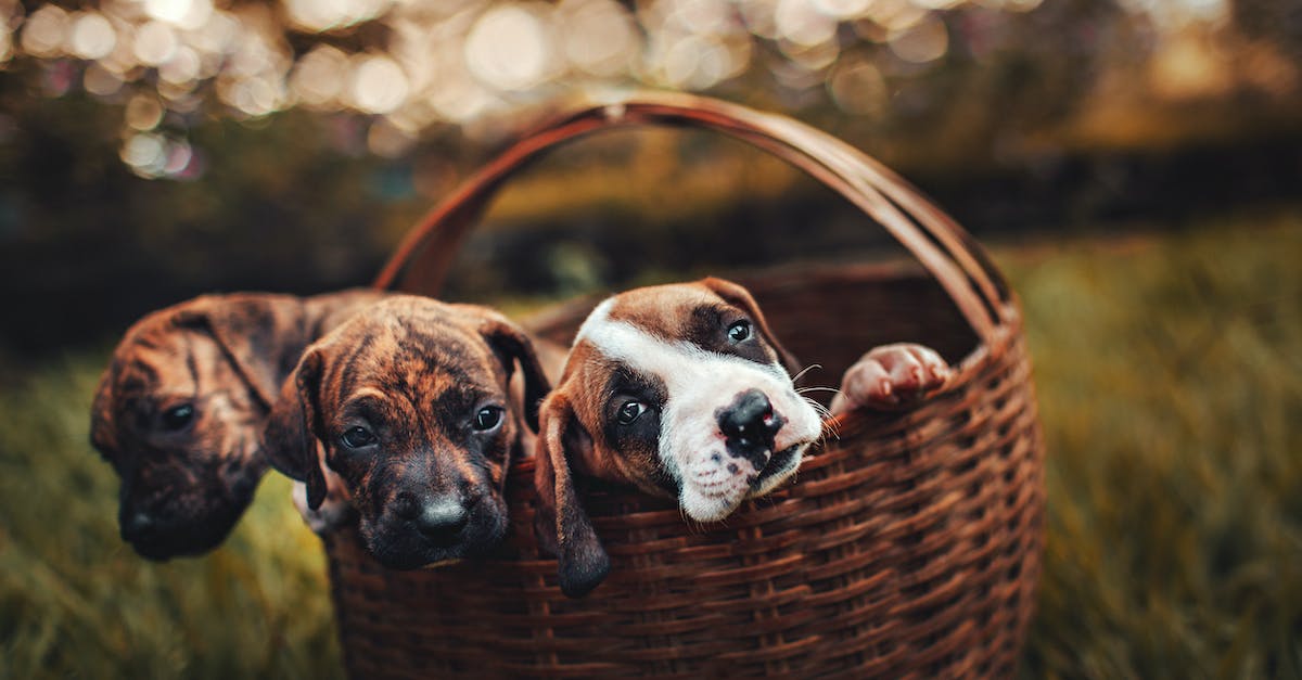 How to make sure that animals stay inside the fences? - Selective Focus Photo of Three Brindle Puppies Inside Brown Woven Basket