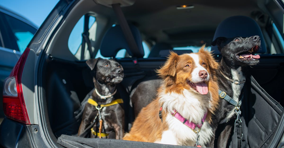 How to make sure that animals stay inside the fences? - Three Dogs on a Car Boot