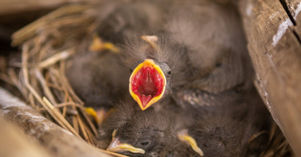 How to make villager babies stay babies - Black Chick on Brown Nest