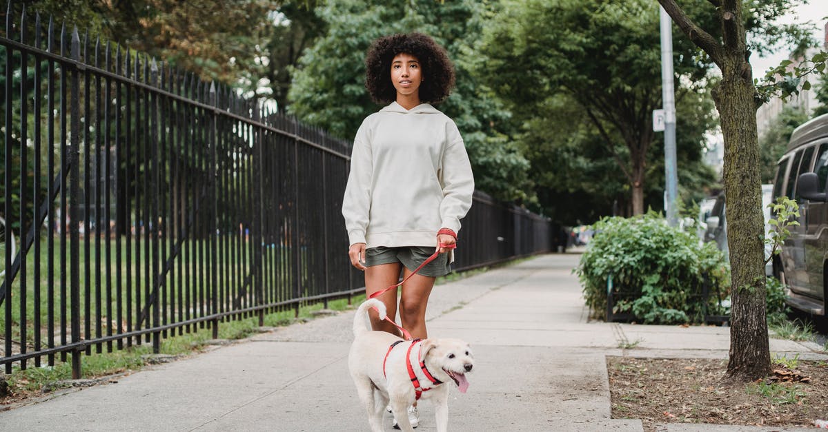 How to maneuver black dragons over curved path in King's Bounty: Armored Princess? - Content African American female owner walking dog on red leash and looking away while strolling on pathway along black barrier in street with trees How to maneuver black dragons over curved path in King's Bounty: Armored Princess? - Content African American female owner walking dog on red leash and looking away while strolling on pathway along black barrier in street with trees