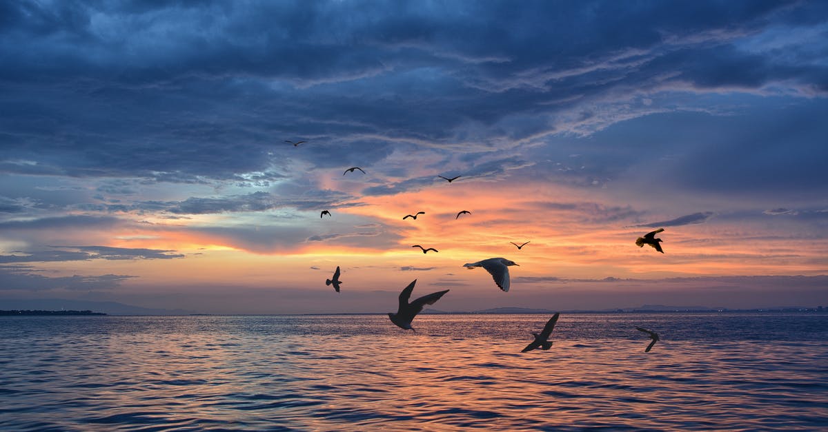 How to migrate Xbox Minecraft to a tablet? - Group of Birds flying over Sea