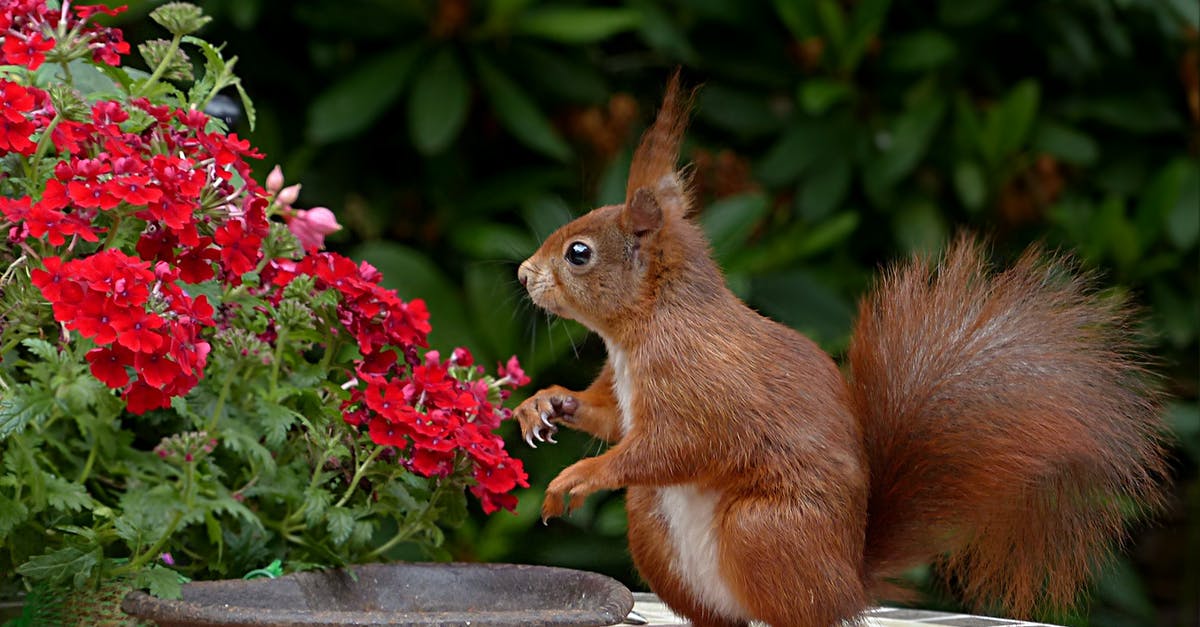 How to name plants and animals? - Red Squirrel on Brown Table Top