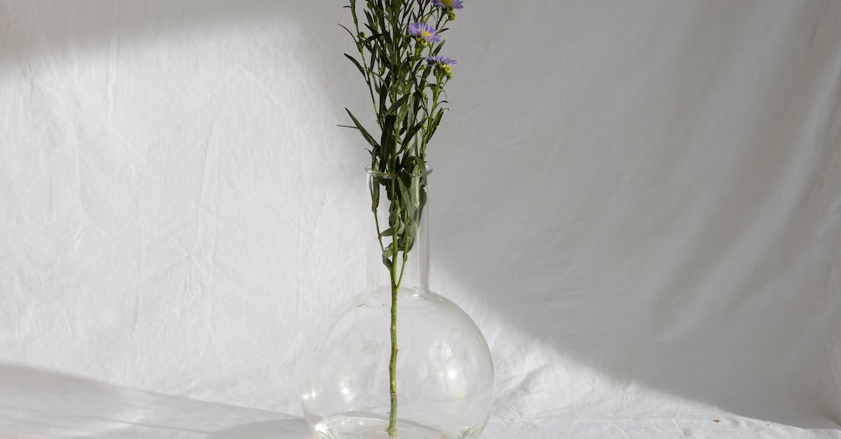 How to obtain a gift from another player in Fantasy Life? - Stem of delicate elegant European Michaelmas daisy flowers with lilac petals placed in glass vase in sunlight How to obtain a gift from another player in Fantasy Life? - Stem of delicate elegant European Michaelmas daisy flowers with lilac petals placed in glass vase in sunlight