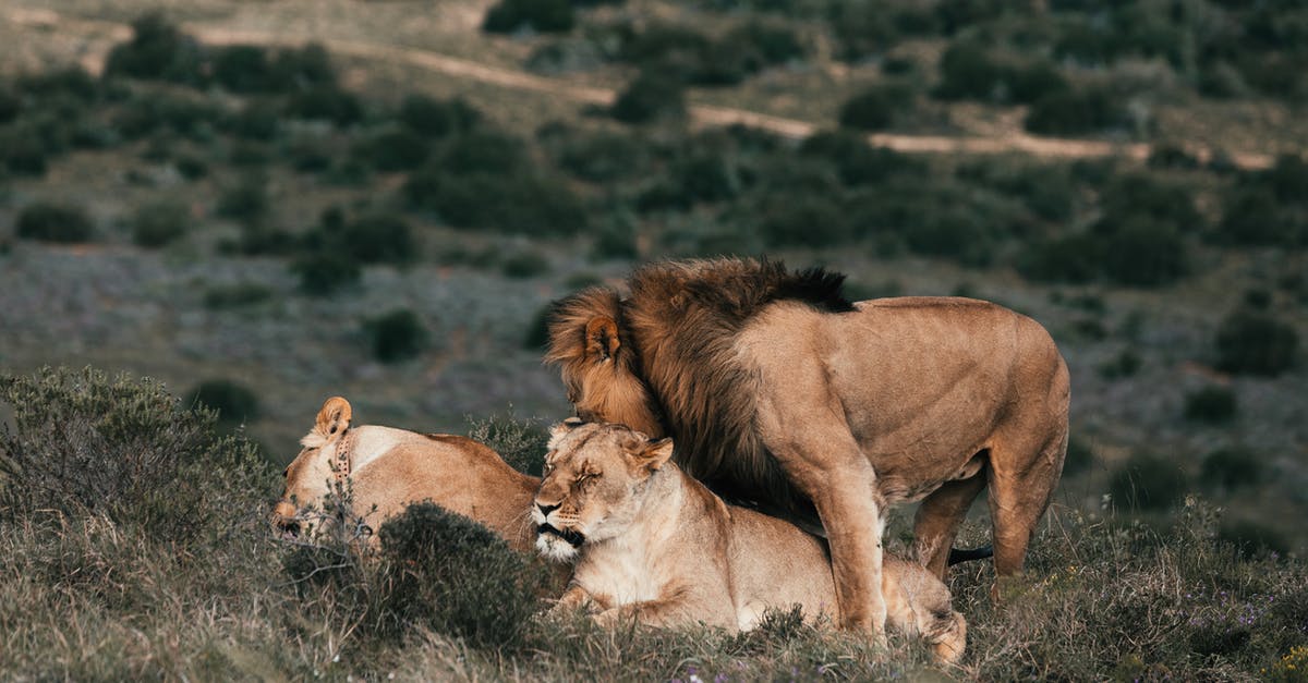 How to play elite dangerous on manjaro linux - Lion playing with lioness on meadow in savannah How to play elite dangerous on manjaro linux - Lion playing with lioness on meadow in savannah