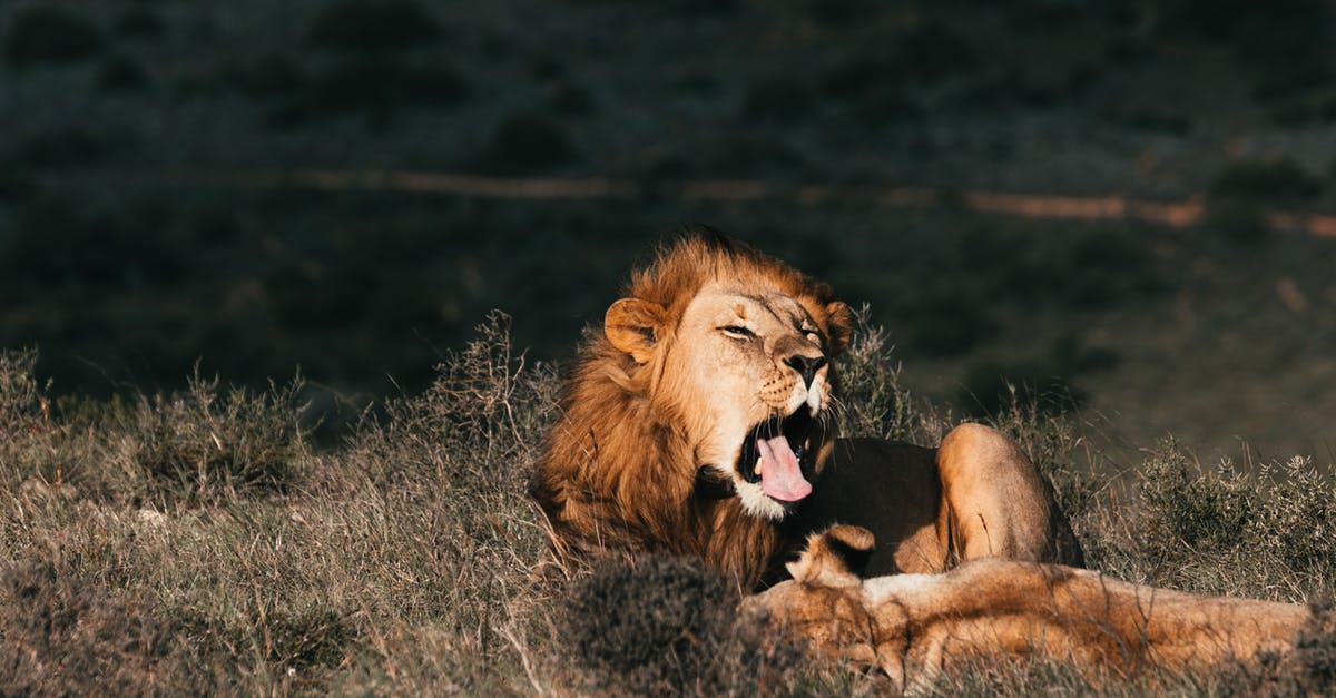 How to play elite dangerous on manjaro linux - Lion playing with lioness while yawning on meadow How to play elite dangerous on manjaro linux - Lion playing with lioness while yawning on meadow