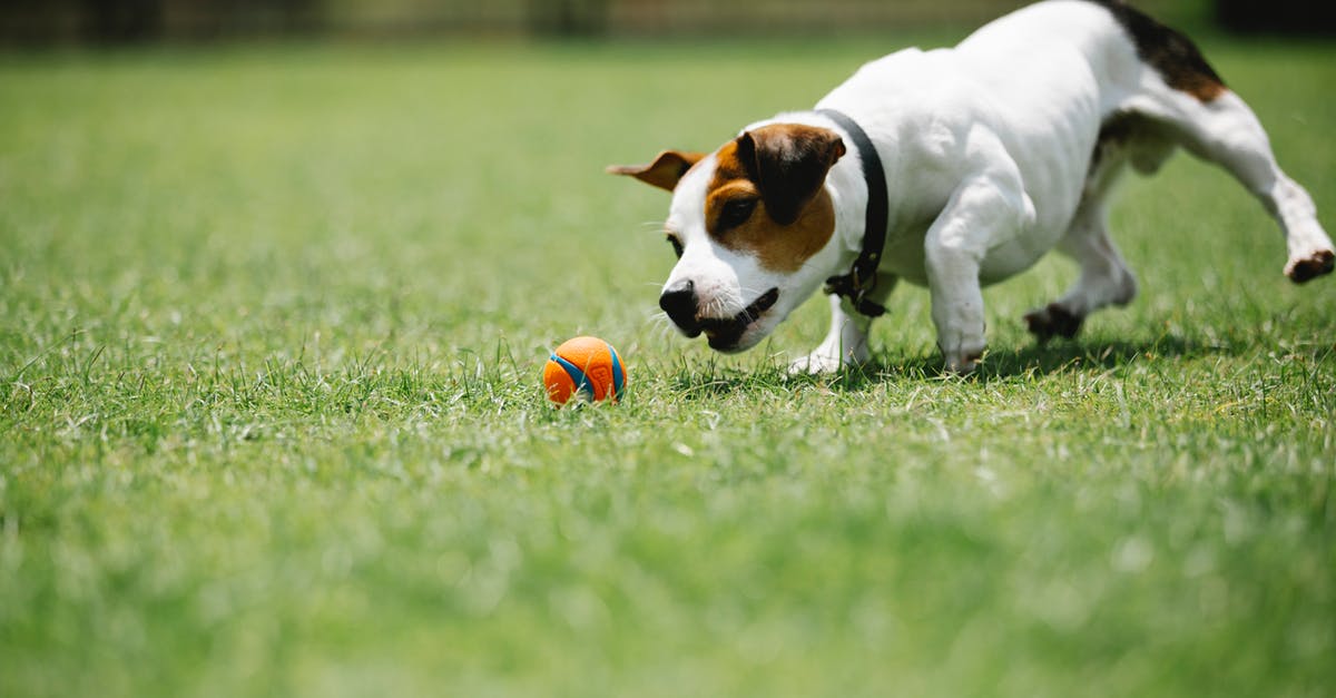 How to play the levels 4 and 5 of the Factorio tutorial in multiplayer? - Ground level of small purebred dog having fun with ball on green meadow in summer