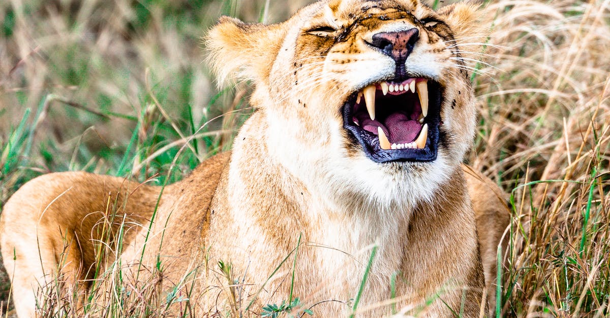 How to preserve pep power? - Wild lion with sharp teeth roaring in grass