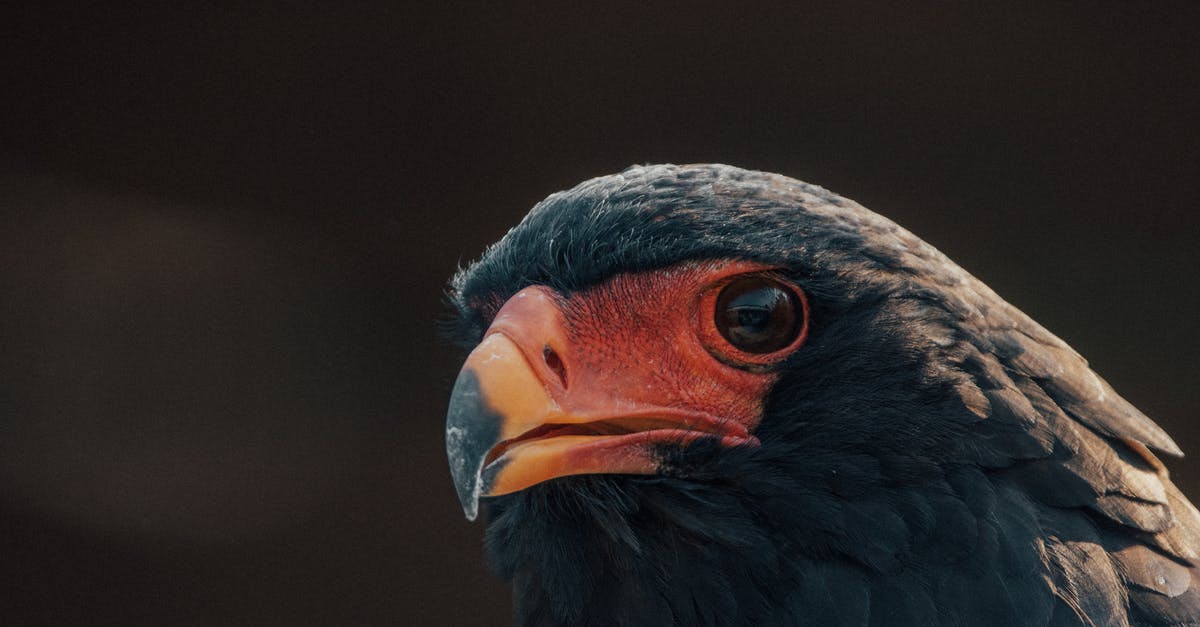 How to preserve pep power? - Wild eagle with black feathers on blurred background of nature in forest in summer