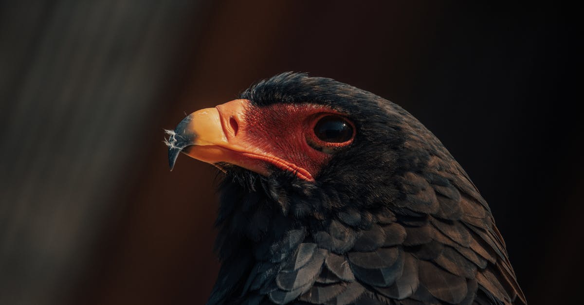 How to preserve pep power? - Wild predatory eagle with black feather and shiny eyes on blurred background in daytime