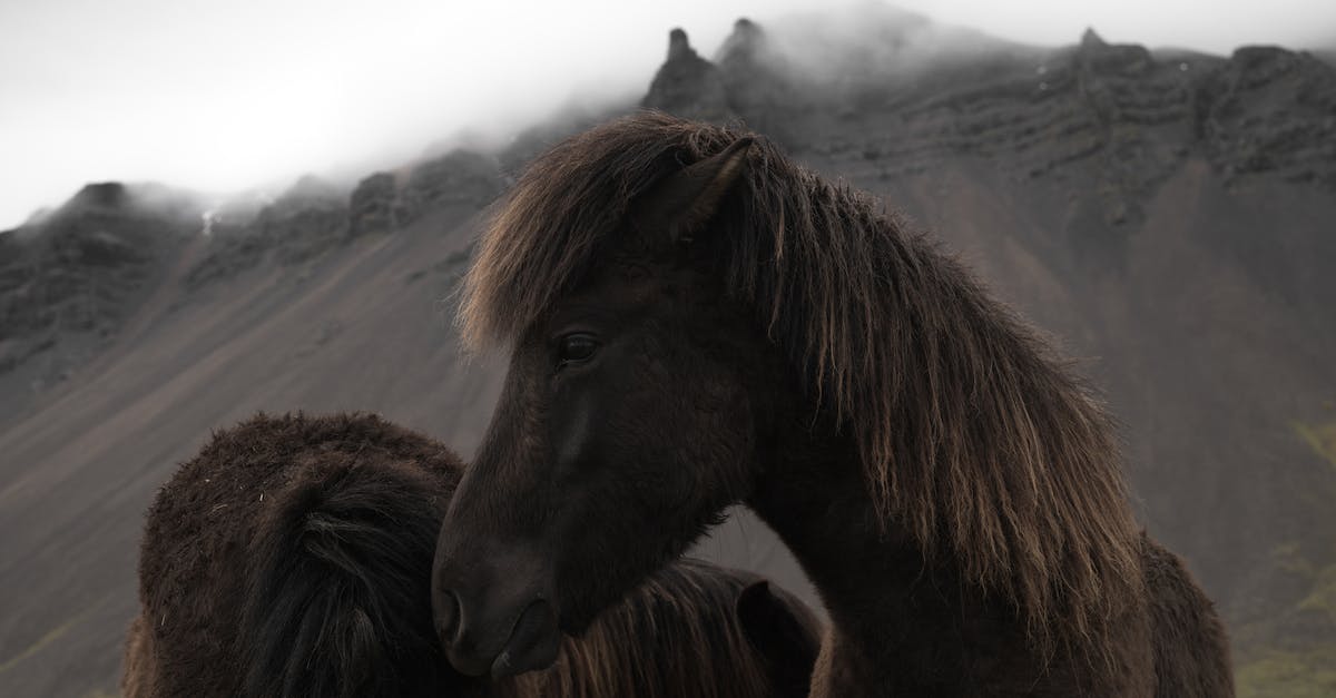 How to remove livestock (green) area - Icelandic bay horses grazing near mountains How to remove livestock (green) area - Icelandic bay horses grazing near mountains