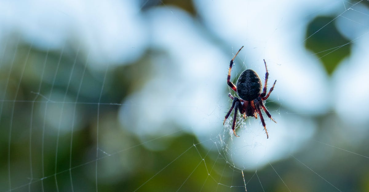 How to remove Spin Web of Broodmother in DotA 2? - Brown Spider on Web in Close Up Photography