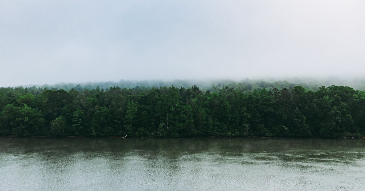 How to reset Enderman drop height without using vines? - Thick mixed woodland expanded on vast river shore during rain on overcast day