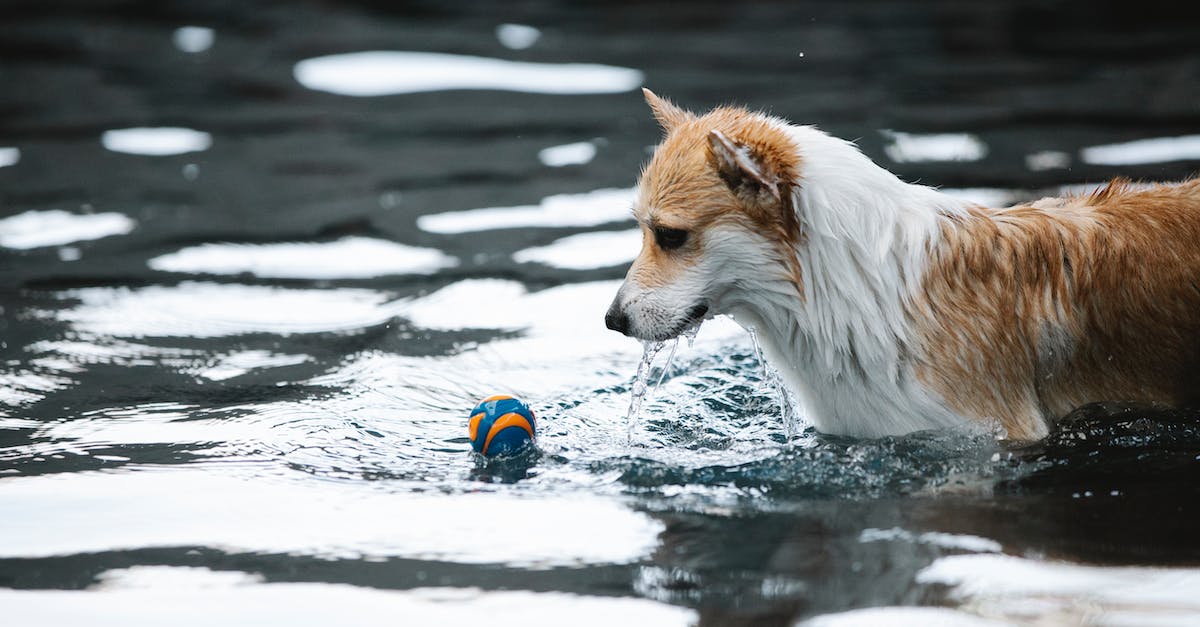 How to reset my 8 Ball Pool account progress? - Purebred dog with wet fur playing with small ball in swimming pool with glowing water