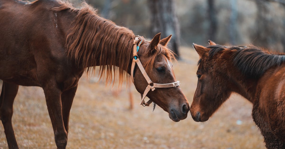 How to reset short animation before you meet the NPC for a first time - Two Brown Horses