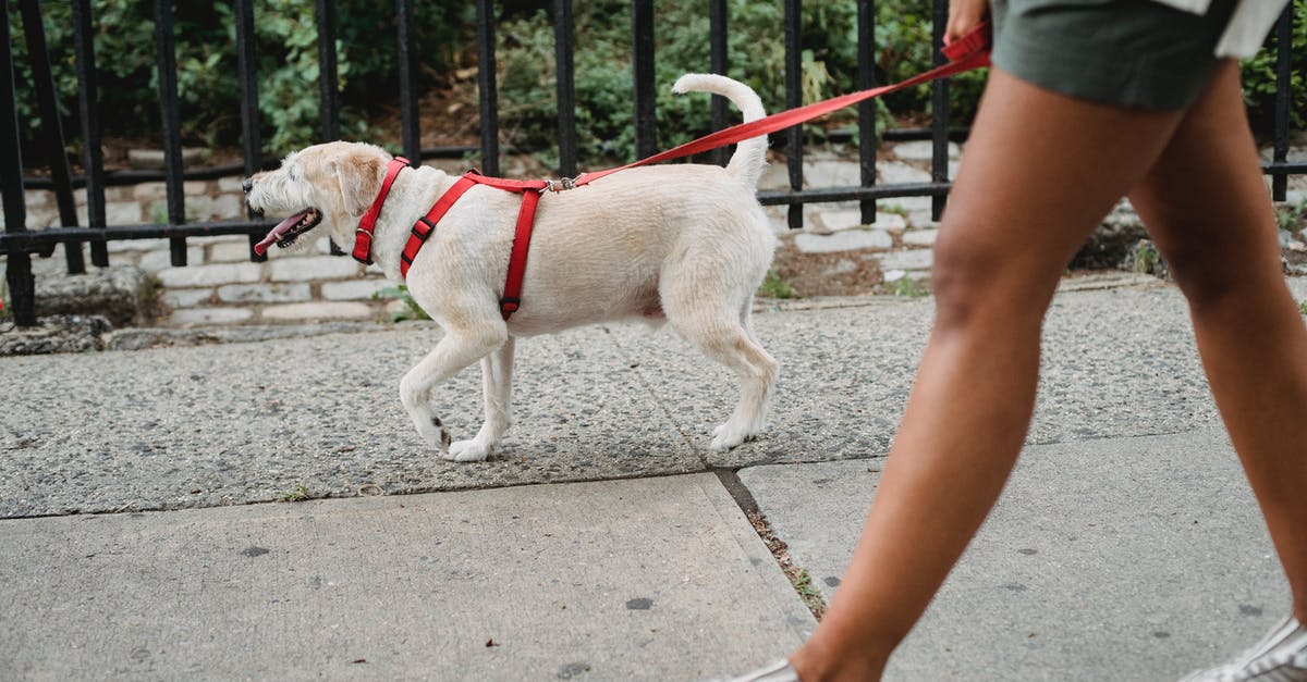 How to reset short animation before you meet the NPC for a first time - Side view of anonymous ethnic female wearing shorts strolling with dog on leash on pavement near metal fence on street