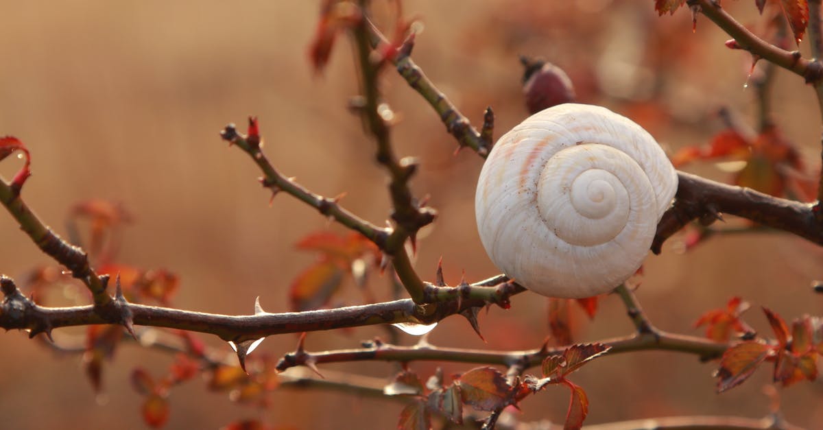 How to retrieve VIP ghost shell in Destiny: The Taken King? - White Garlic on Brown Stem
