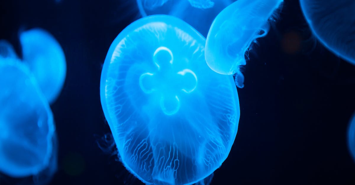 How to reverse the effect of burning an effigy - Group of glowing blue transparent jellyfish swimming on black background in dark sea in deep water in bright neon light