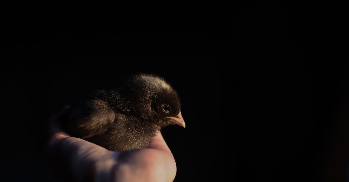 How to save the life of Silus Vesuius? - Unrecognizable person demonstrating cute little bird chick on hand against dark black background How to save the life of Silus Vesuius? - Unrecognizable person demonstrating cute little bird chick on hand against dark black background