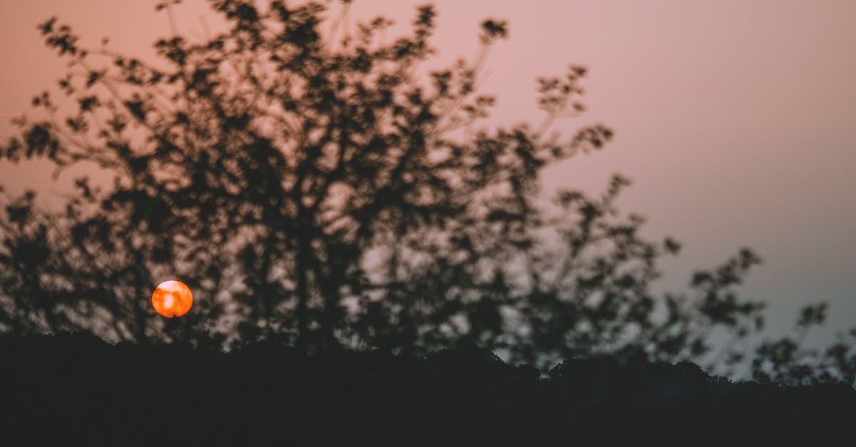 How to see through trees and foliage during battle? - Sun shining through tree in evening