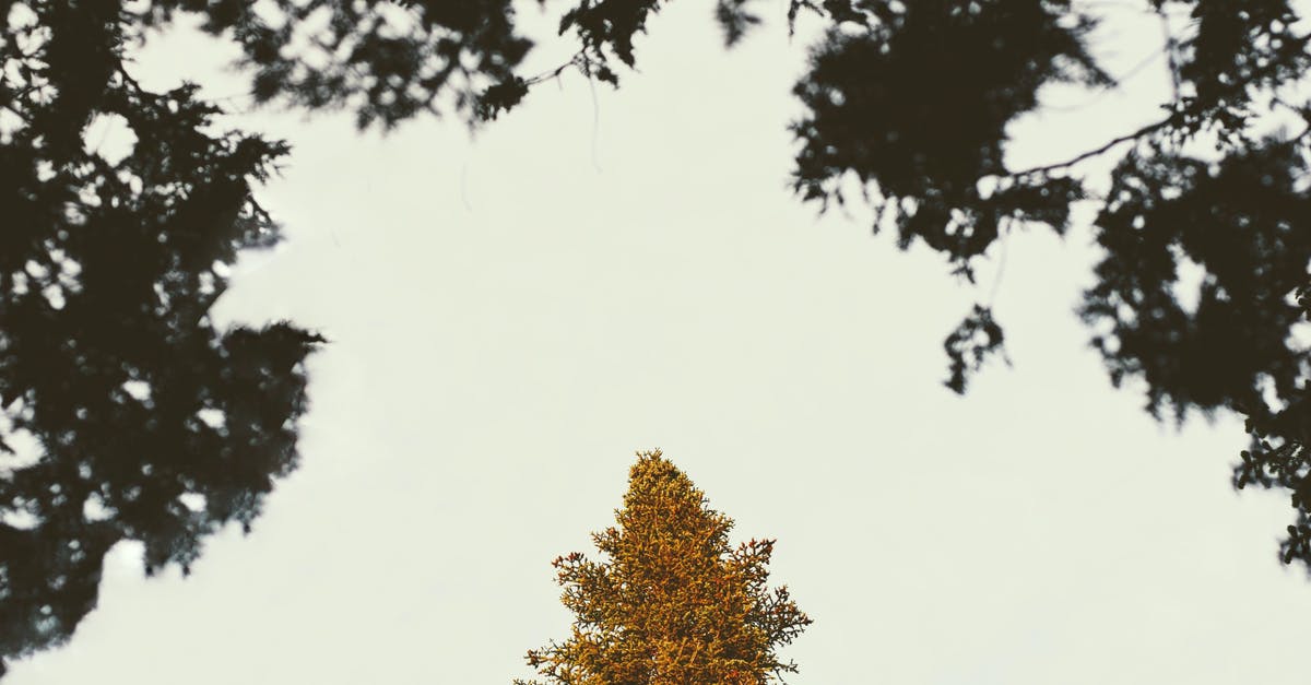How to see through trees and foliage during battle? - View through foliage of trees on lonely autumn tall tree against cloudy sky in daytime
