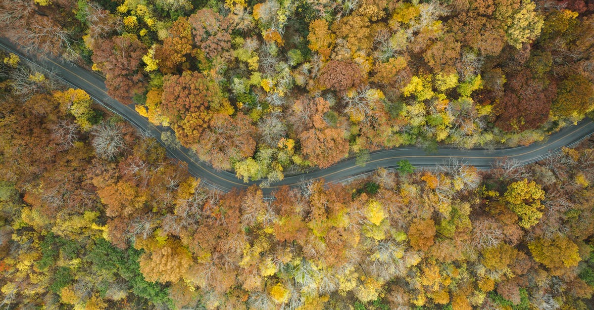 How to see through trees and foliage during battle? - Aerial View of Road in the Middle of Trees