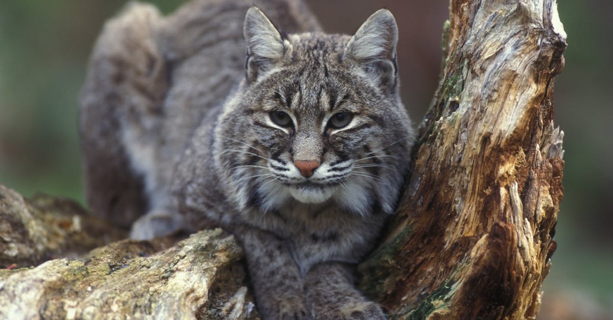 How to shoot big weapons without crouching - Gray Bobcat on Brown Trunk How to shoot big weapons without crouching - Gray Bobcat on Brown Trunk